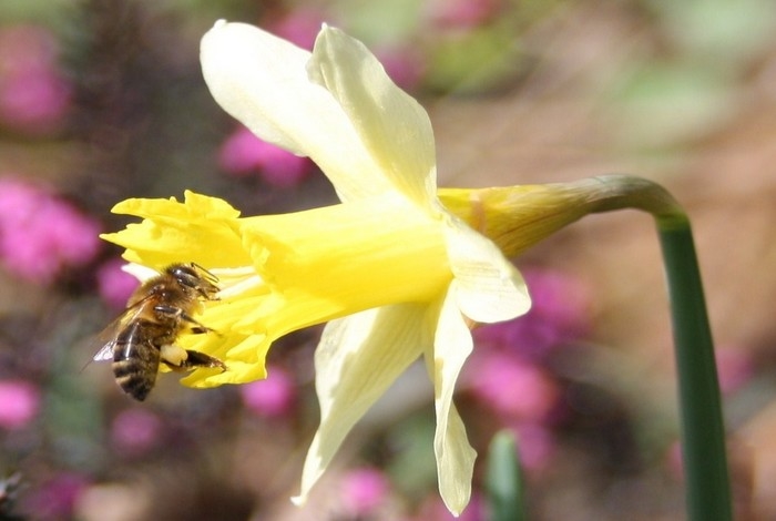 Musée de l'abeille vivante et la cité des fourmies