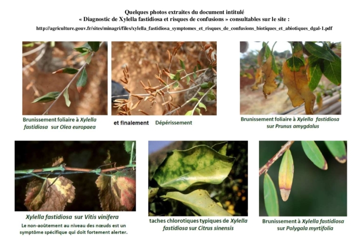 Bactérie Xylella fastidiosa en Bretagne