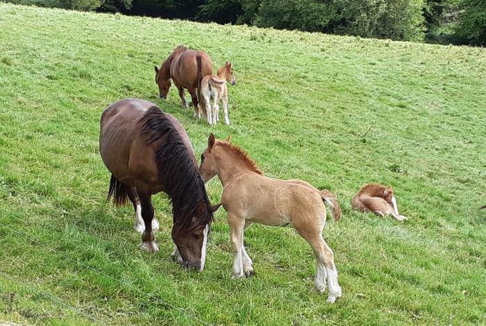 Fête du cheval de trait