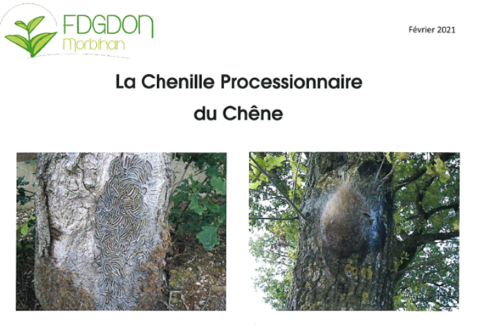 Ouverture de la campagne de lutte contre les chenilles processionnaires !